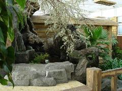 人造榕樹圖片/人造榕樹樣板圖 (2)