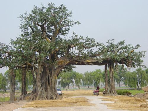 供應(yīng)云南仿真榕樹(shù)制作/大理榕樹(shù)設(shè)計(jì)制作/報(bào)價(jià)