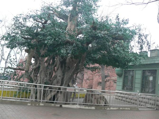 石家莊仿真榕樹制作報價圖片