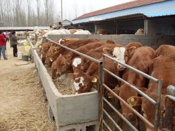 供应肉牛养殖效益分析肉牛养殖前景