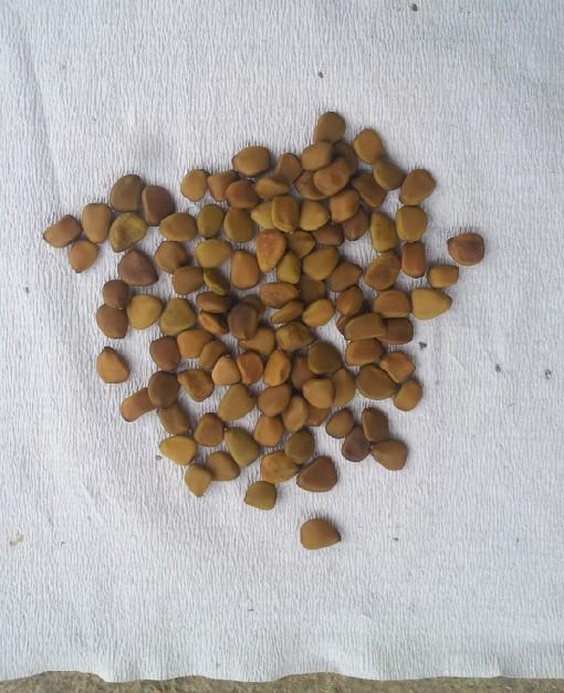 供應洋金鳳種子批發(fā)，洋金鳳種子，洋金鳳種子價格