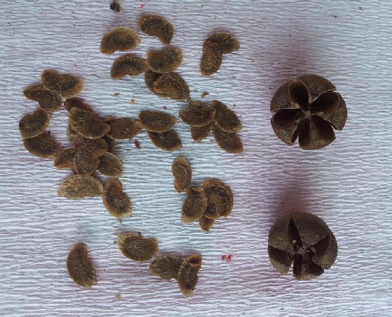 供應(yīng)哪里有木荷種子賣，木荷種子價(jià)格，木荷種子批發(fā)