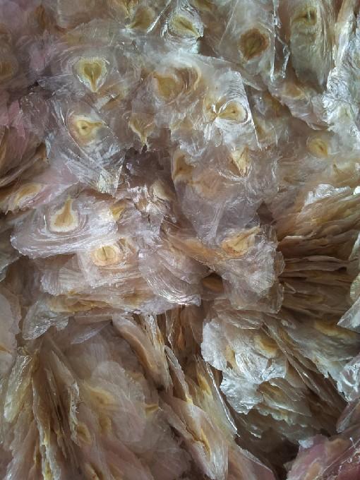 供應(yīng)中國火焰木種子批發(fā)，中國火焰木種子價(jià)格，中國火焰木種子基地