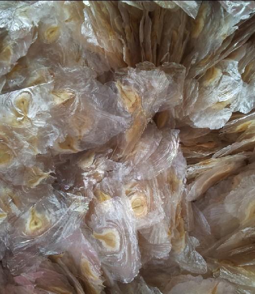 供應(yīng)中國火焰木種子批發(fā)，中國火焰木種子價(jià)格，中國火焰木種子基地