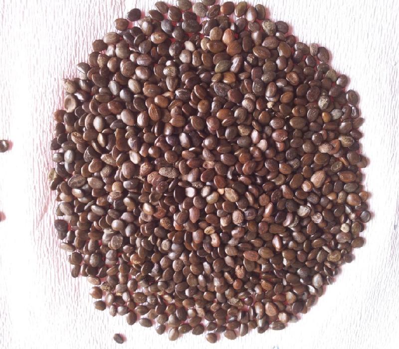 供應(yīng)大葉相思種子