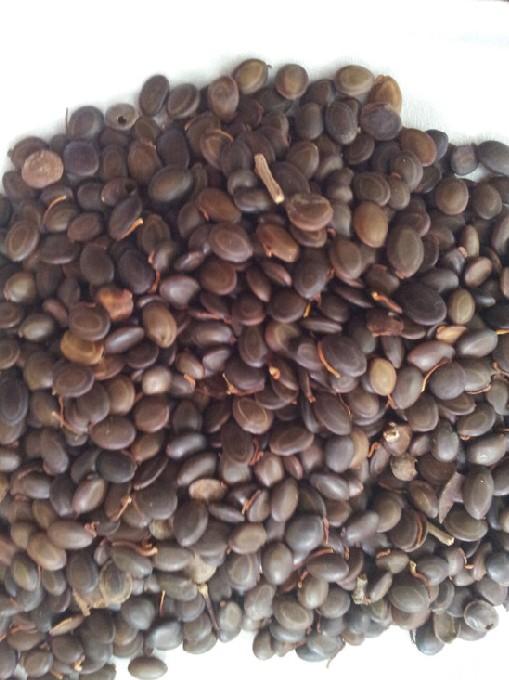 供應(yīng)臺(tái)灣相思種子批發(fā)，臺(tái)灣相思種子，臺(tái)灣相思種子價(jià)格