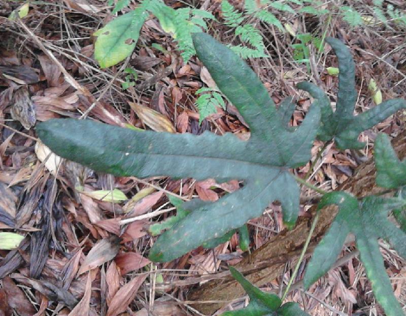 供應哪里有五指毛桃苗賣，五指毛桃苗價格，五指毛桃苗批發(fā)