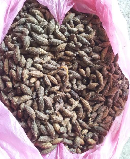 供應(yīng)桂花種子批發(fā)多少錢一斤，桂花種子價格，桂花種子怎么種