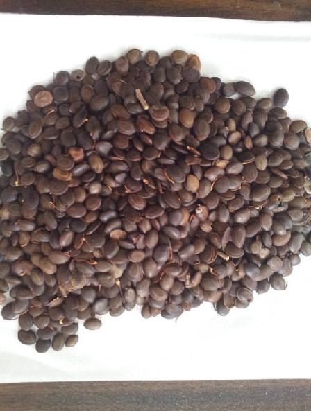 供應(yīng)臺(tái)灣相思種子批發(fā)，臺(tái)灣相思種子，臺(tái)灣相思種子價(jià)格