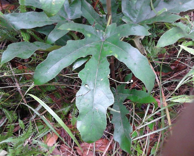 供應哪里有五指毛桃苗賣，五指毛桃苗價格，五指毛桃苗批發(fā)