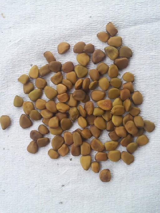 供應洋金鳳種子批發(fā)，洋金鳳種子，洋金鳳種子價格