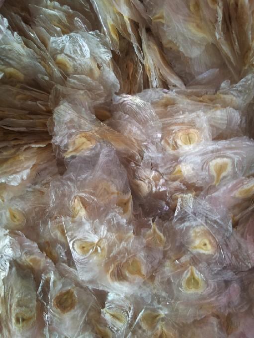 供應(yīng)中國火焰木種子批發(fā)，中國火焰木種子價(jià)格，中國火焰木種子基地