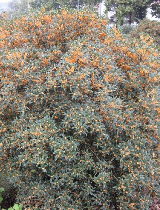 供應(yīng)桂花種子批發(fā)多少錢一斤，桂花種子價格，桂花種子怎么種