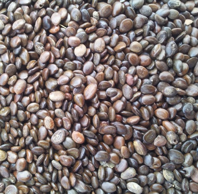 供應(yīng)大葉相思種子