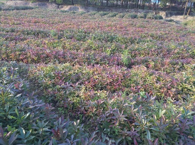 供應(yīng)哪里有木荷種子賣，木荷種子價(jià)格，木荷種子批發(fā)
