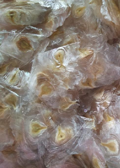 供應(yīng)中國火焰木種子批發(fā)，中國火焰木種子價(jià)格，中國火焰木種子基地