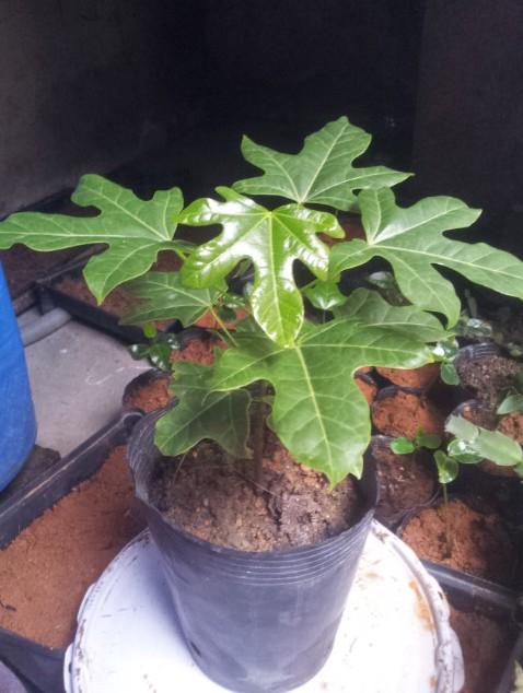 供應(yīng)澳洲火焰木種子多少錢一公斤，澳洲火焰木種子，澳洲火焰木種子價格