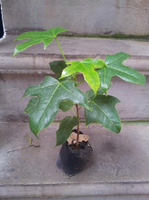 供應(yīng)澳洲火焰木種子多少錢一公斤，澳洲火焰木種子，澳洲火焰木種子價格