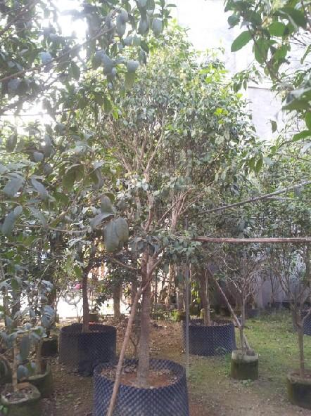 供應(yīng)桂花種子批發(fā)多少錢一斤，桂花種子價格，桂花種子怎么種