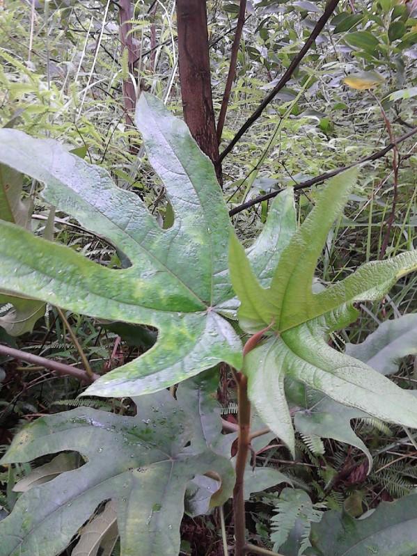 供應哪里有五指毛桃苗賣，五指毛桃苗價格，五指毛桃苗批發(fā)