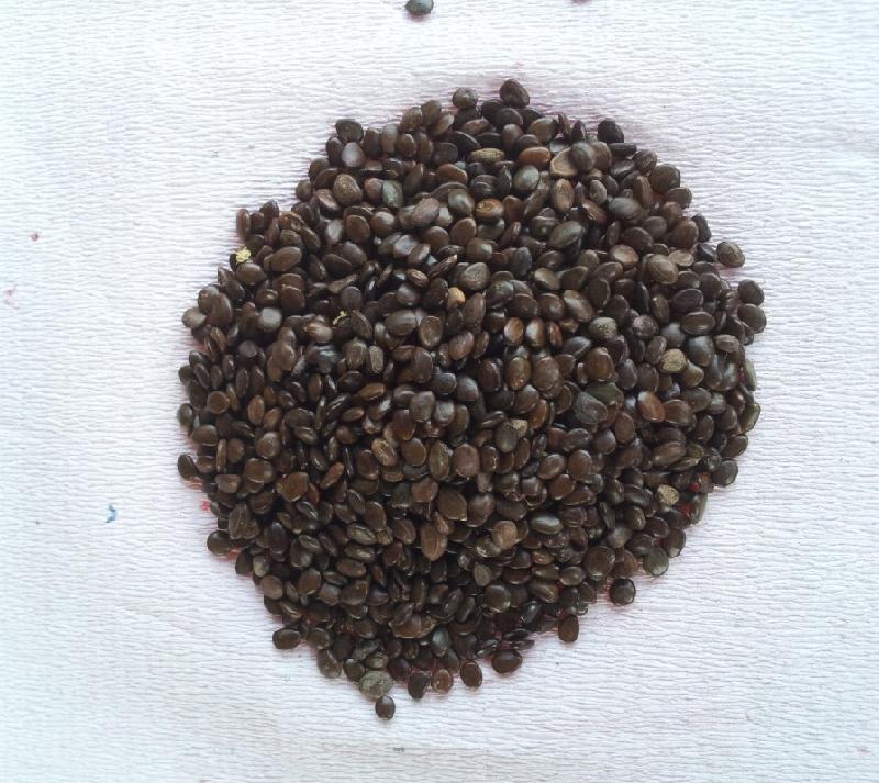 供應(yīng)大葉相思種子