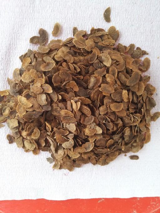 供應(yīng)哪里有木荷種子賣，木荷種子價(jià)格，木荷種子批發(fā)