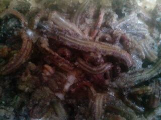 供應(yīng)優(yōu)質(zhì)腌制管蟲(chóng)袋蟲(chóng)管蛆管沙蠶