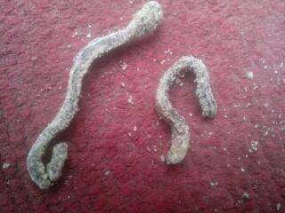 海釣餌批發(fā)圖片/海釣餌批發(fā)樣板圖 (2)