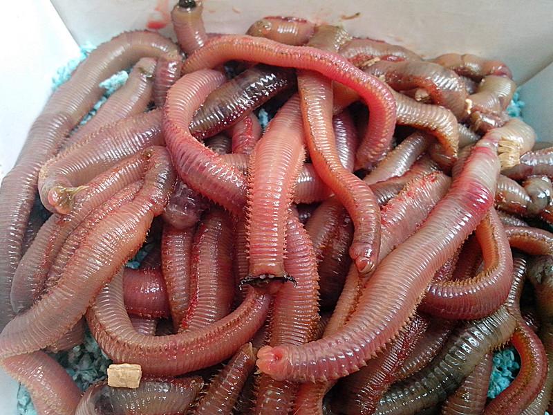 紅蟲圖片/紅蟲樣板圖 (3)