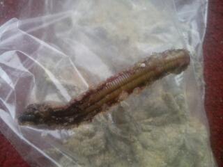 供應(yīng)優(yōu)質(zhì)腌制管蟲(chóng)袋蟲(chóng)管蛆管沙蠶