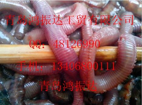 優(yōu)質(zhì)海釣餌紅蟲(chóng)圖片