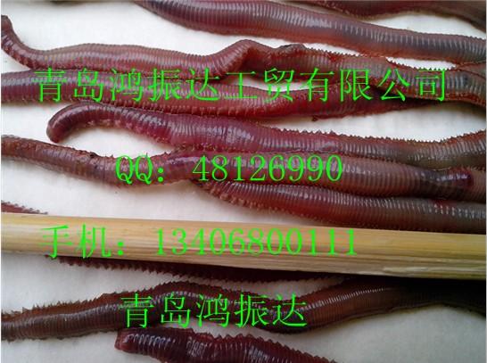 優(yōu)質(zhì)海釣餌紅蟲