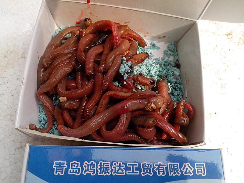 紅蟲圖片/紅蟲樣板圖 (4)