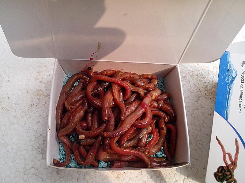 紅蟲圖片/紅蟲樣板圖 (2)