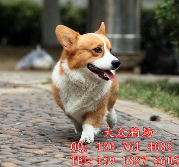 广州出售柯基犬价格 广州什么地方有卖柯基犬