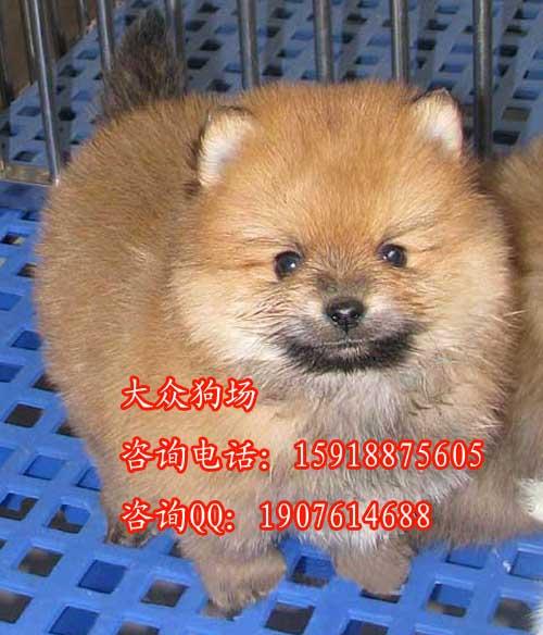 广州市珠海哪里有卖小型犬厂家珠海哪里有卖小型犬  珠海哪里有卖博美犬