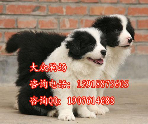 广州哪里有卖边境牧羊犬 边境牧羊犬