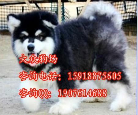 阿拉斯加犬什么价格 广州哪里有卖阿拉斯加犬 图片