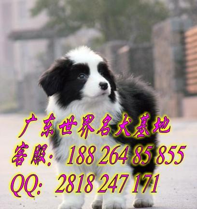 广州哪里有卖边境牧羊犬图片