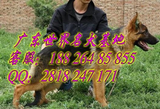 供应广州什么地方有卖纯种德国牧羊犬