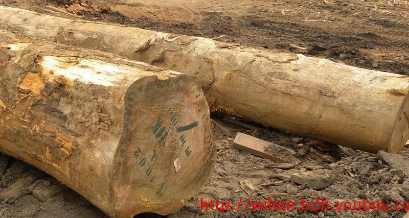 供應(yīng)漆木漆木家具漆木價格