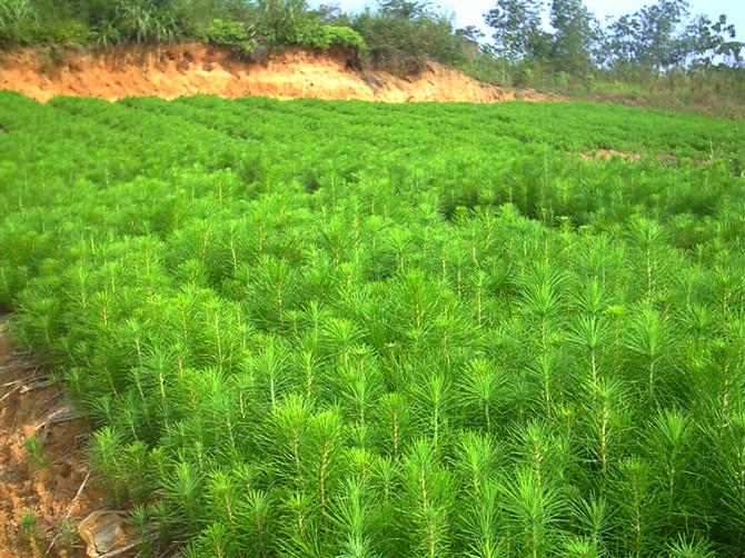 供應(yīng)馬尾松種子 馬尾松苗