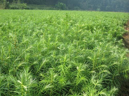 供應(yīng)廣西玉林杉木苗 杉木種子