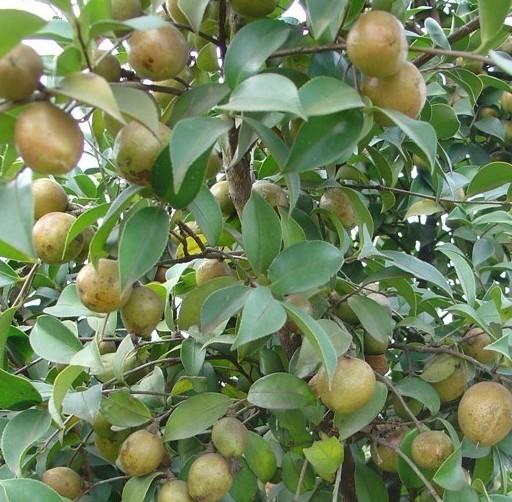 供应软枝油茶苗 软枝油茶种子 油茶袋苗 茶籽图片