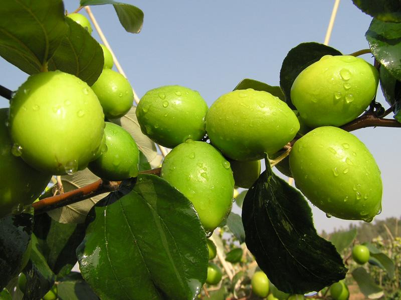 供应大青枣树苗 菠萝树苗 红枣树苗 蜜枣王树苗图片