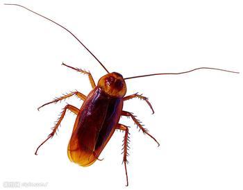 上海滅鼠我選馳潔環(huán)境圖片