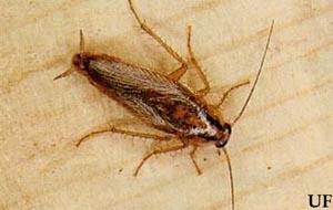 供應(yīng)上海滅鼠公司我選上海馳潔環(huán)境