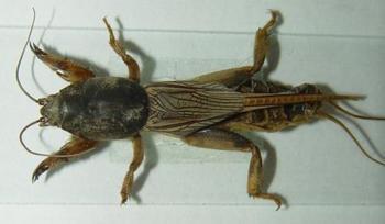 供應(yīng)上海滅鼠公司找馳潔環(huán)境放心