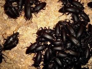 上海滅鼠公司選上海馳潔環(huán)境圖片