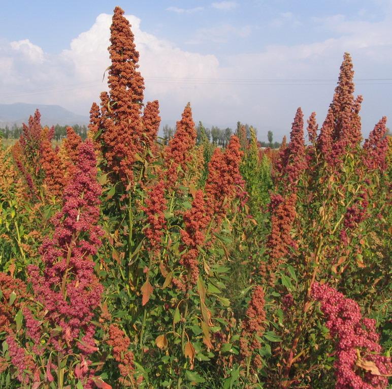 供應(yīng)藜麥種植-藜麥種子-山西藜麥